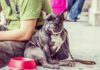 How-to-Be-a-Responsible-Pet-Owner-on-allstory
