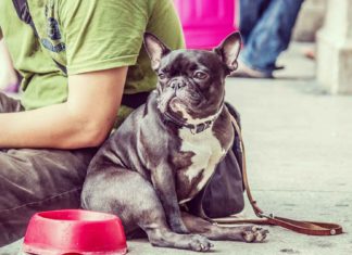 How-to-Be-a-Responsible-Pet-Owner-on-allstory
