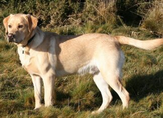 buy pet care products online