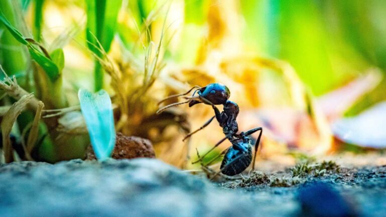 Ants In The Garden: How To Get Ants Out Of Garden With Ease