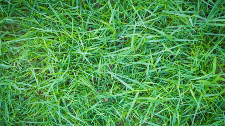 Banish-Those-Pesky-Worms-A-Guide-To-A-Lush,-Worm-Free-Lawn-on-allstory